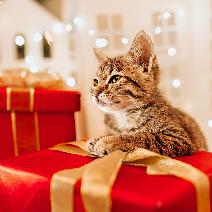 Gifts for Cat Lovers
